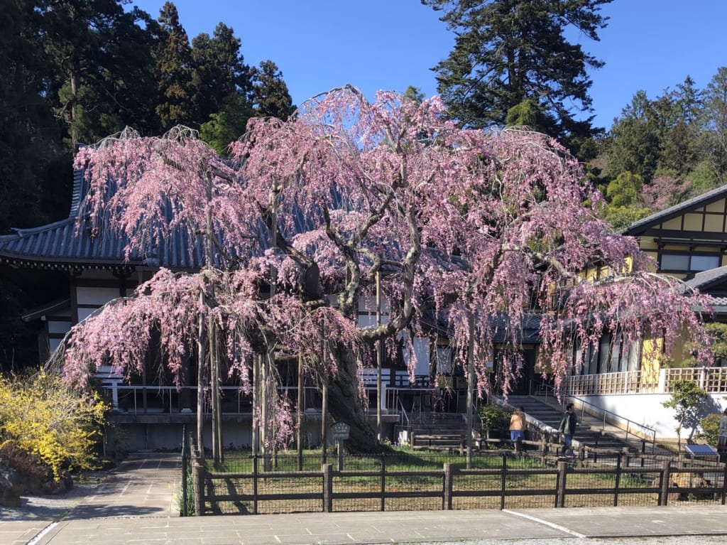 太山寺しだれ桜