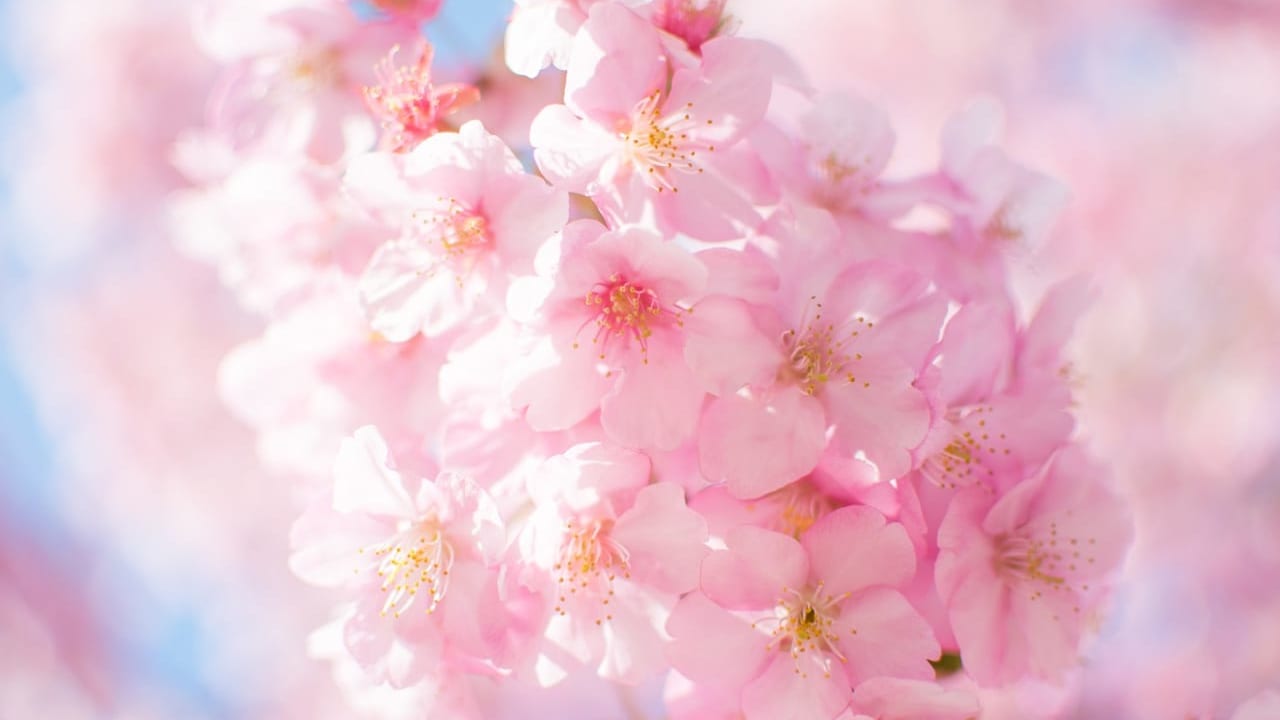 桜が満開の様子