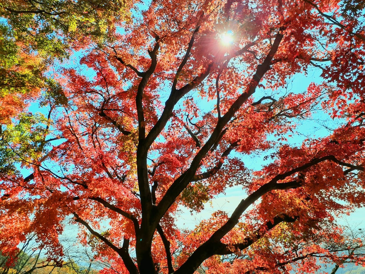 太平山もみじまつり