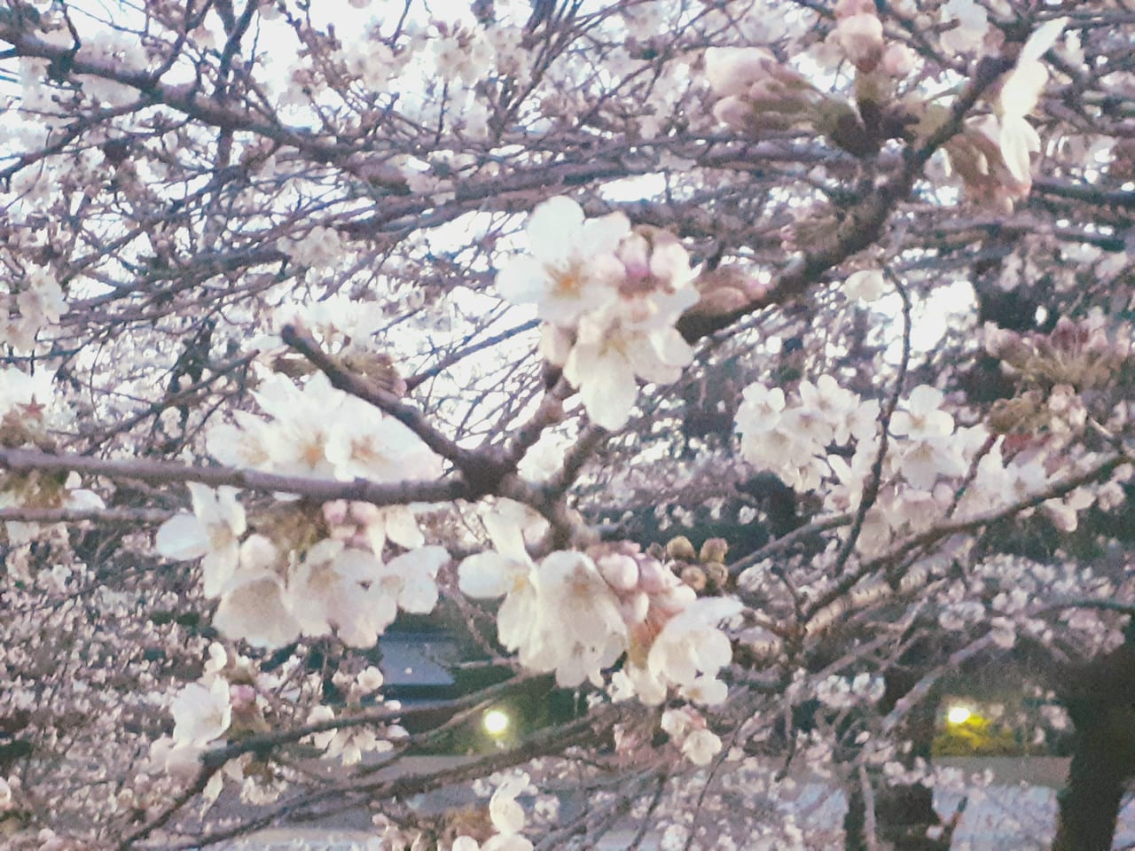 しののめ桜