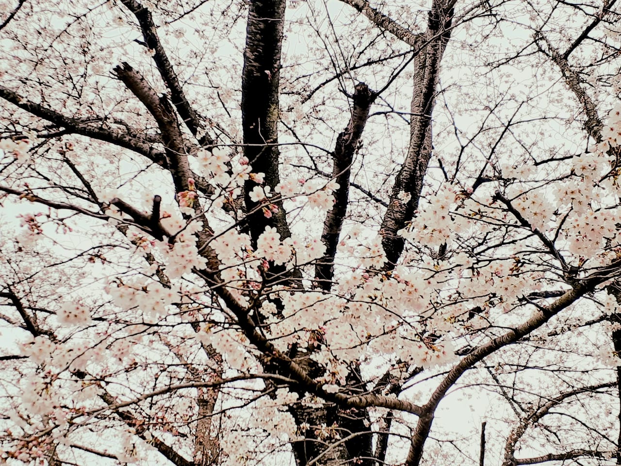 かかしの里桜1