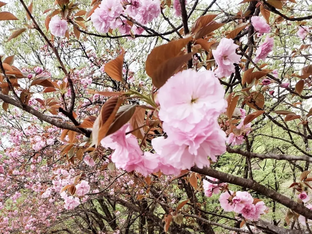 都賀の里 八重桜