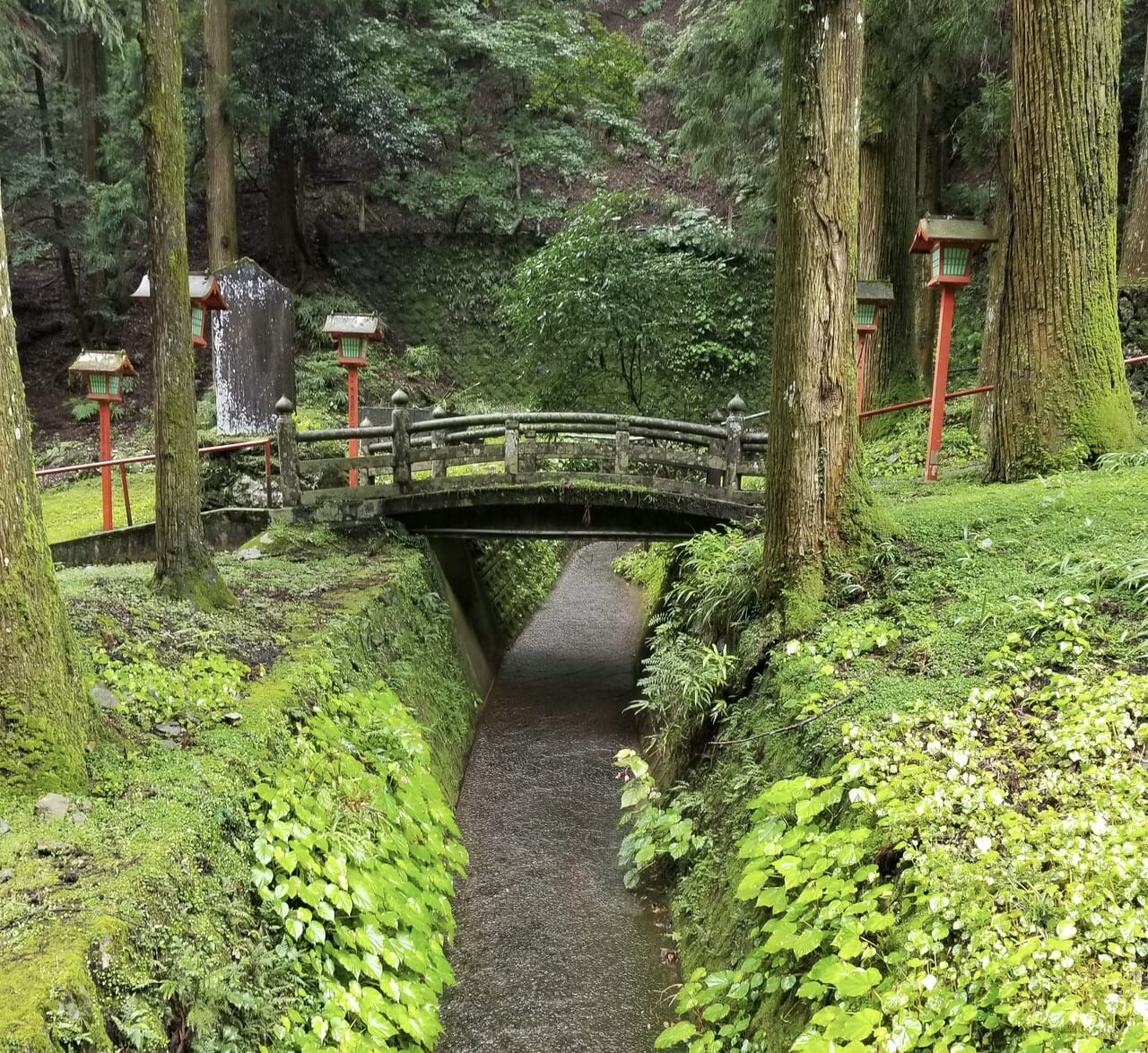 出流山満願寺シュウカイドウが咲く川