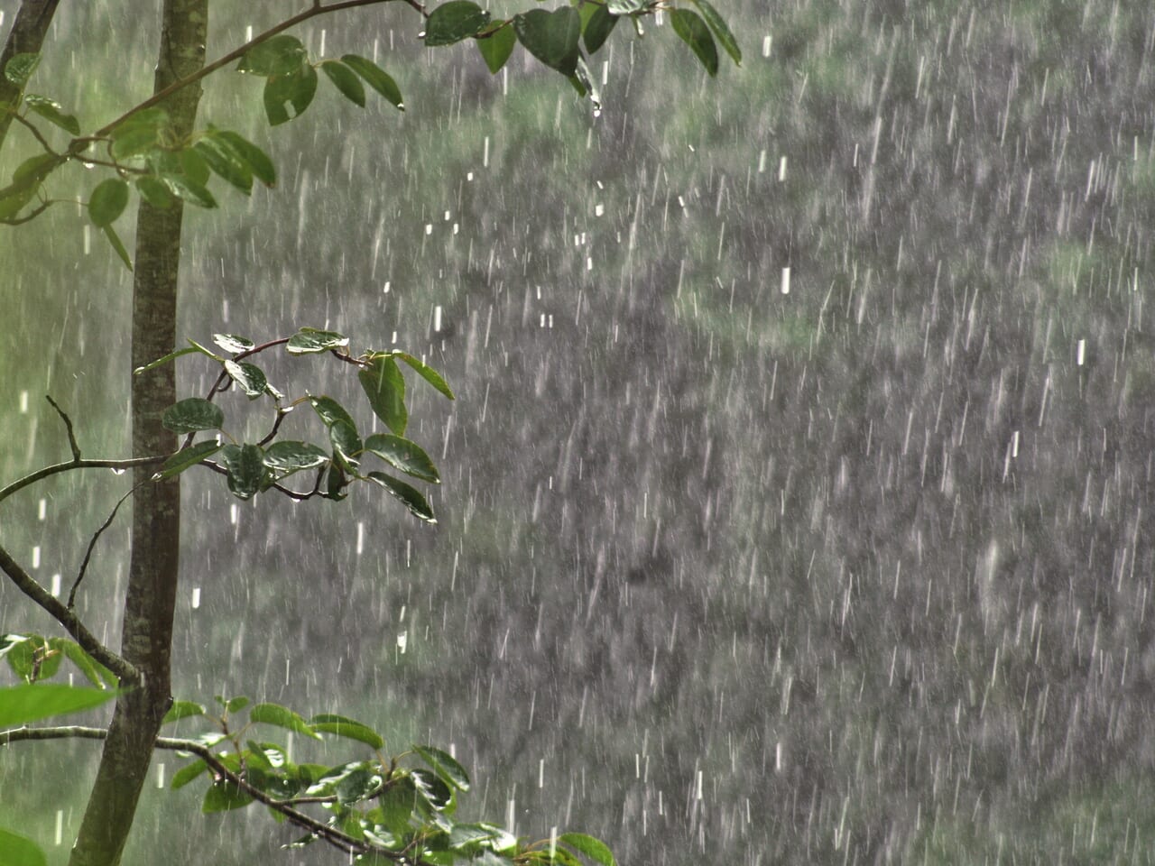 大雨と樹木