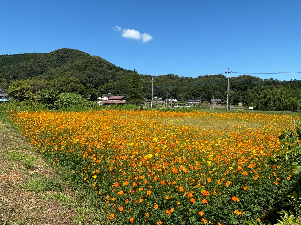 柏倉町キバナコスモス