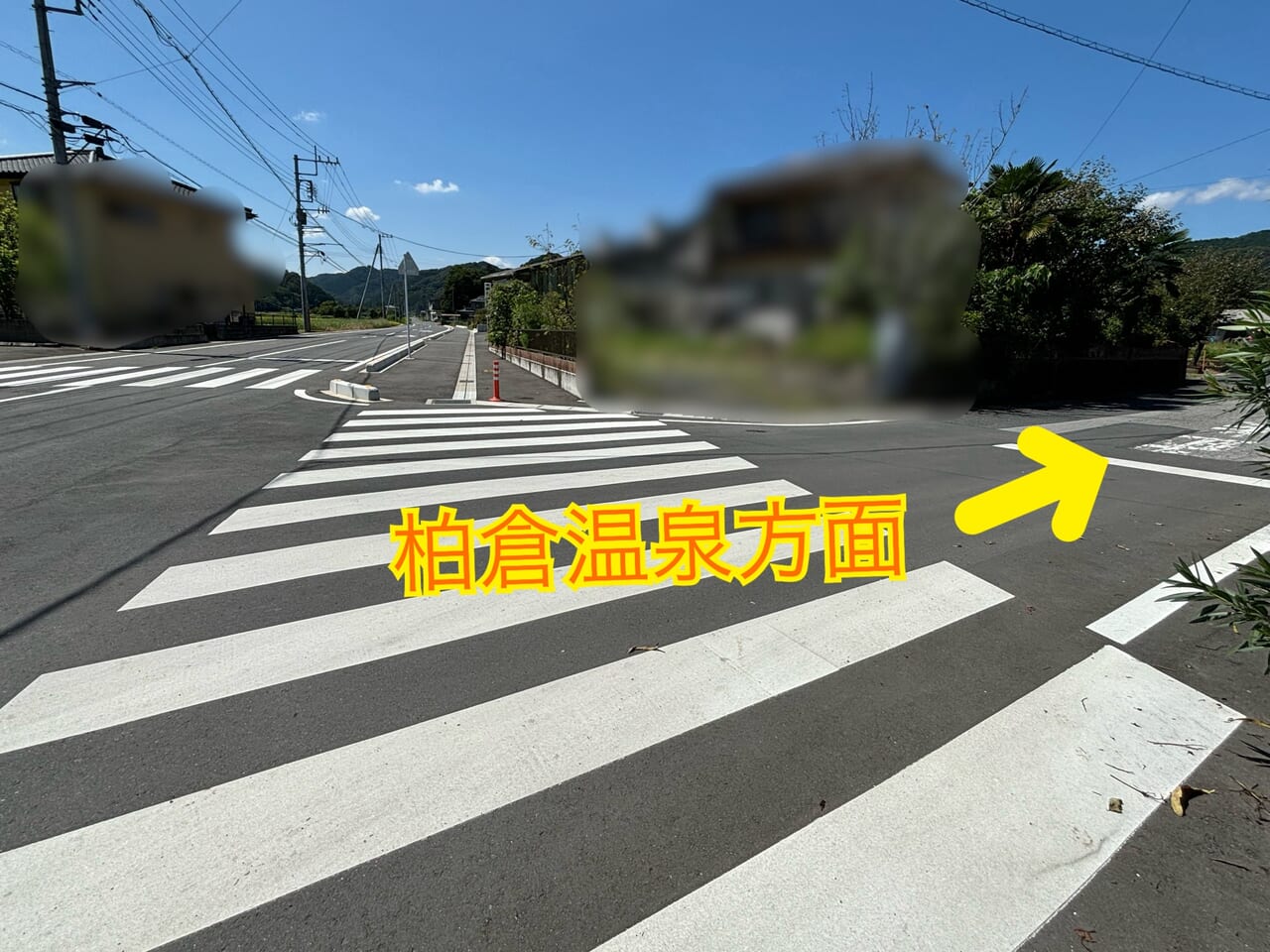 柏倉町キバナコスモス畑Y字路