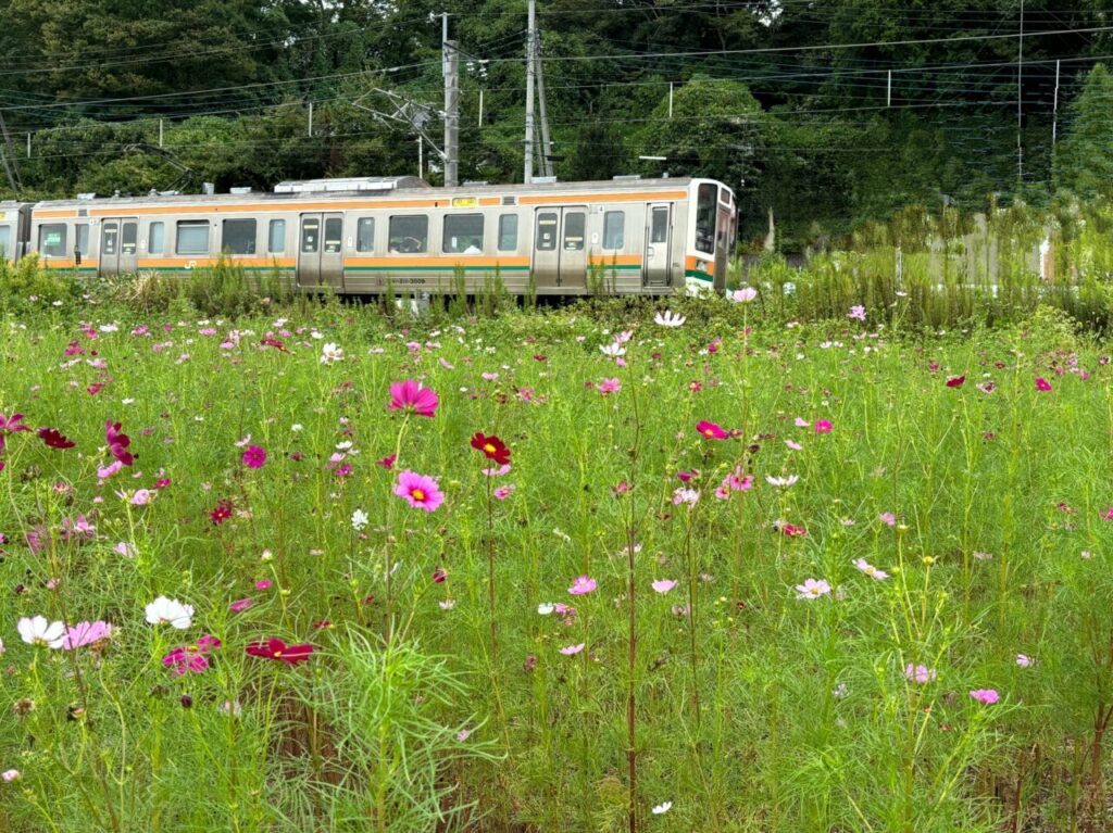 岩舟町コスモスの花